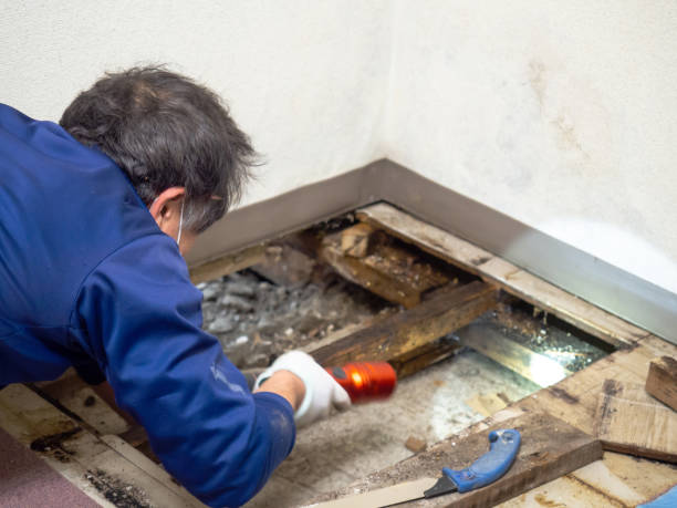 Best Mold Remediation Experts  in Breckenridge, CO