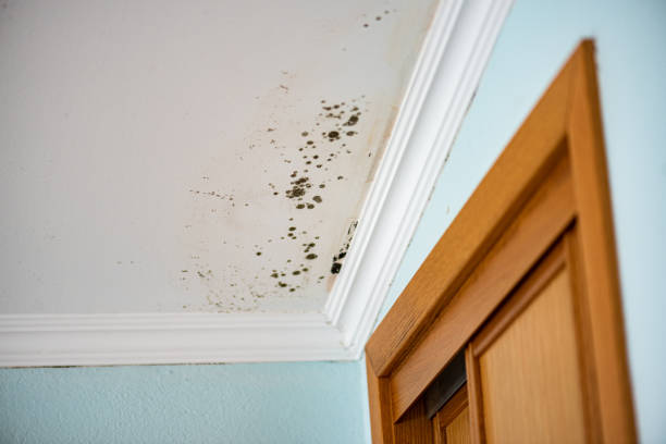 Best Emergency Mold Removal  in Breckenridge, CO