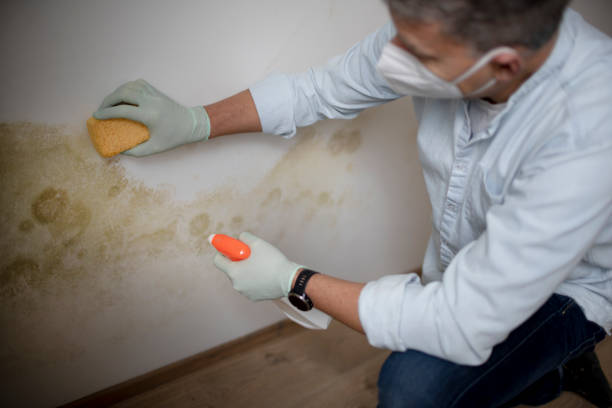 Reliable Breckenridge, CO Mold Removal Solutions