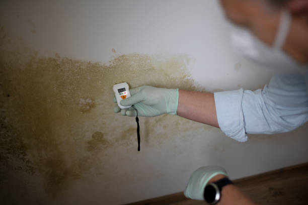 Best Office Mold Removal Services  in Breckenridge, CO