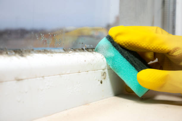 Best Mold Damage Repair  in Breckenridge, CO