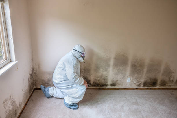 Best Attic Mold Removal  in Breckenridge, CO