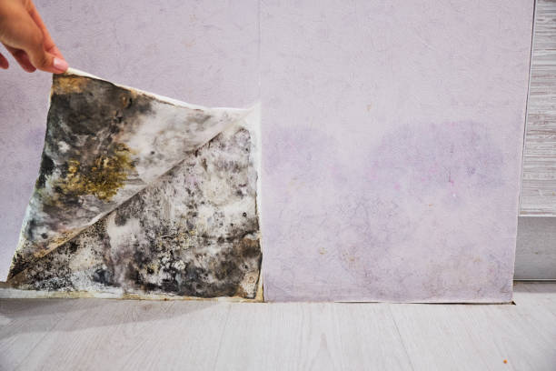 Best Best Mold Removal Companies  in Breckenridge, CO